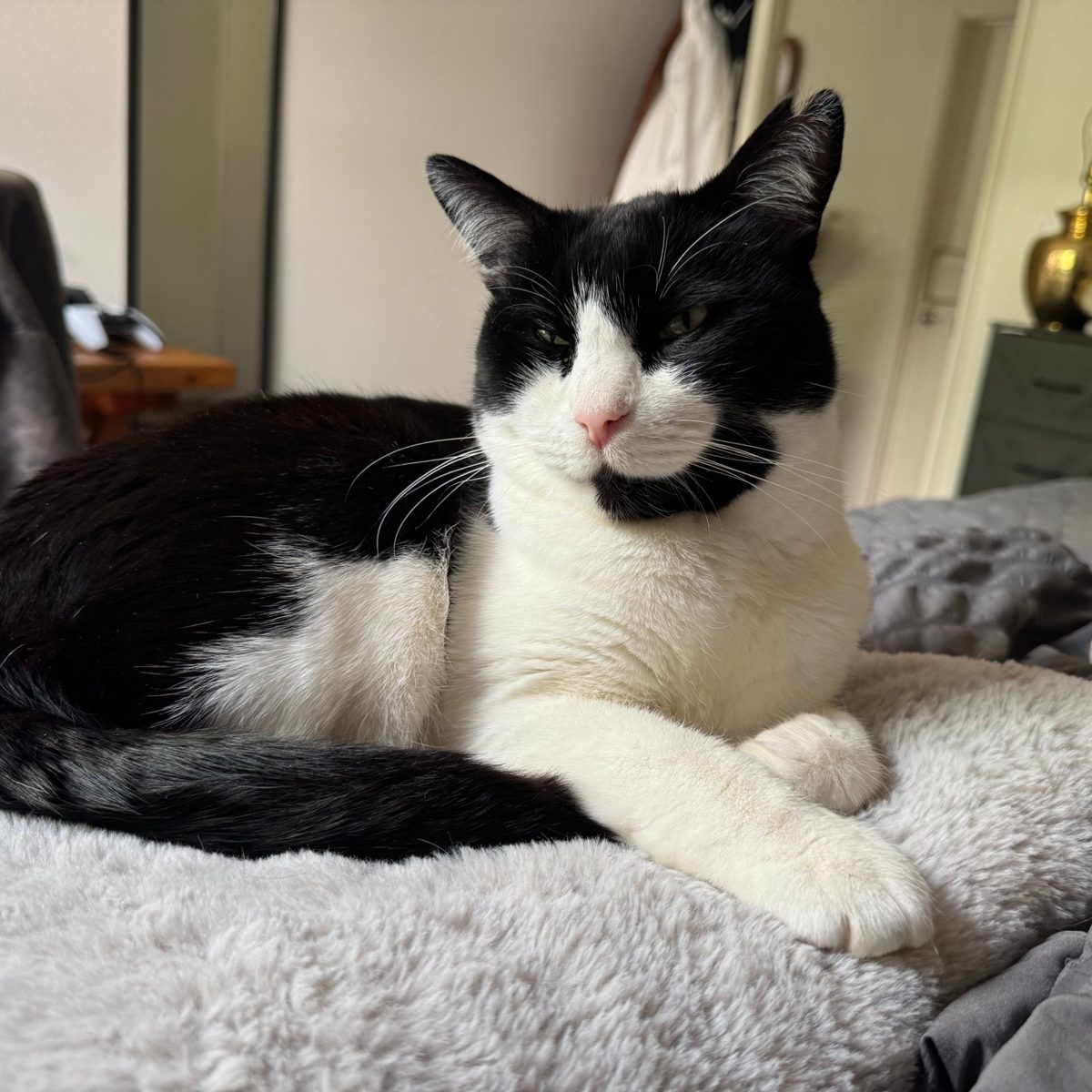 Buddy, the black and white rescue cat Flying Cat is named after