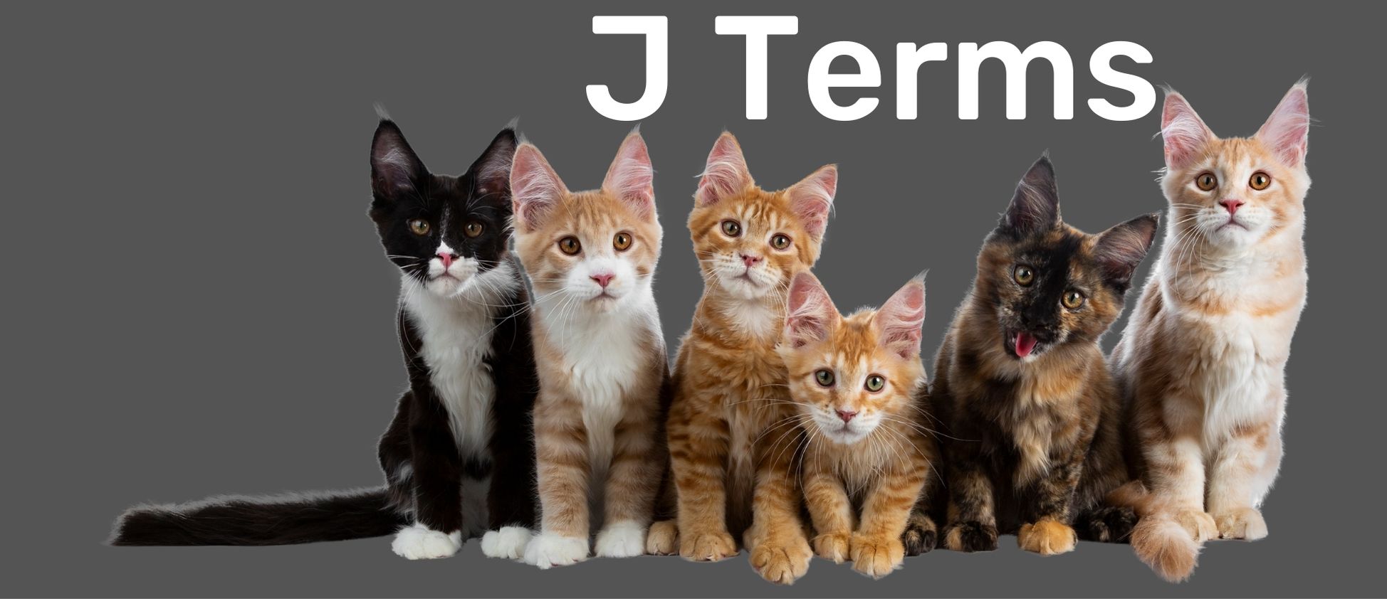 Group of six cats in front of a gray background with text reading 'J Terms' at the top to indicate a new section of the glossary