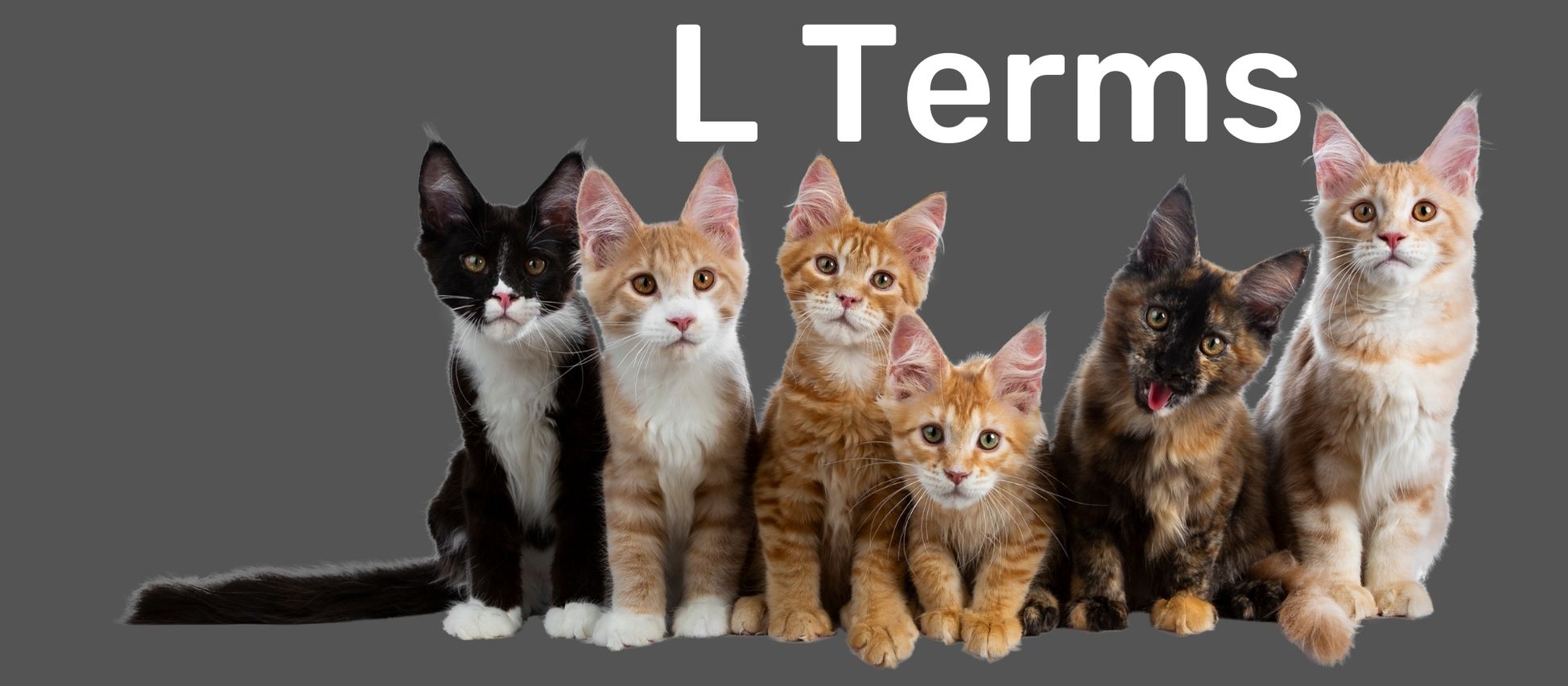 Group of six cats in front of a gray background with text reading 'L Terms' at the top to indicate a new section of the glossary