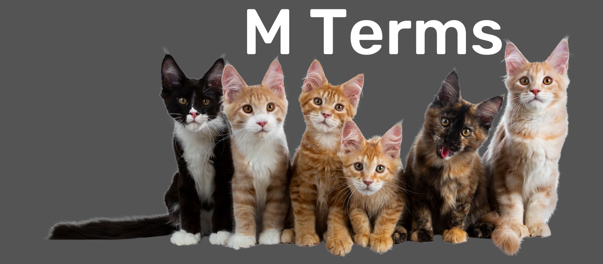 Group of six cats in front of a gray background with text reading 'M Terms' at the top to indicate a new section of the glossary
