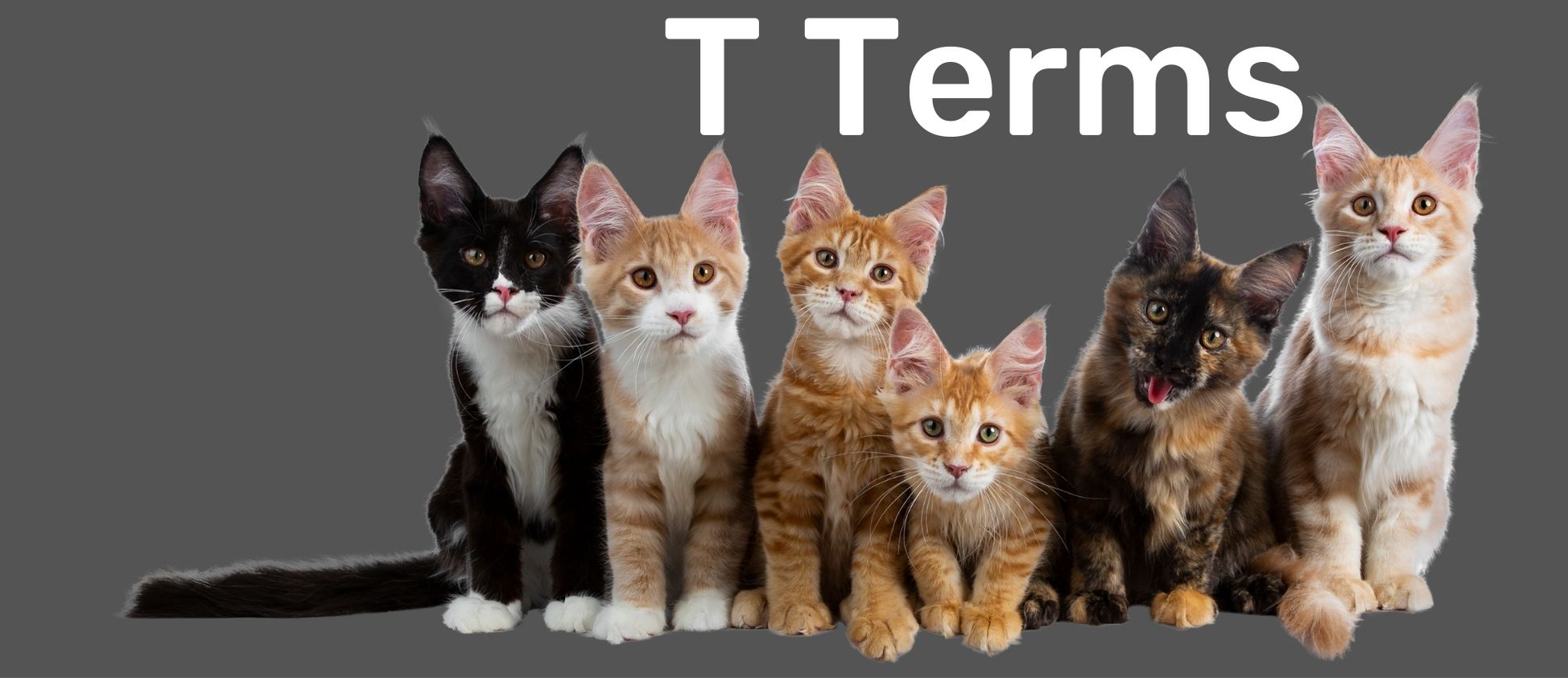 Group of six cats in front of a gray background with text reading 'T Terms' at the top to indicate a new section of the glossary