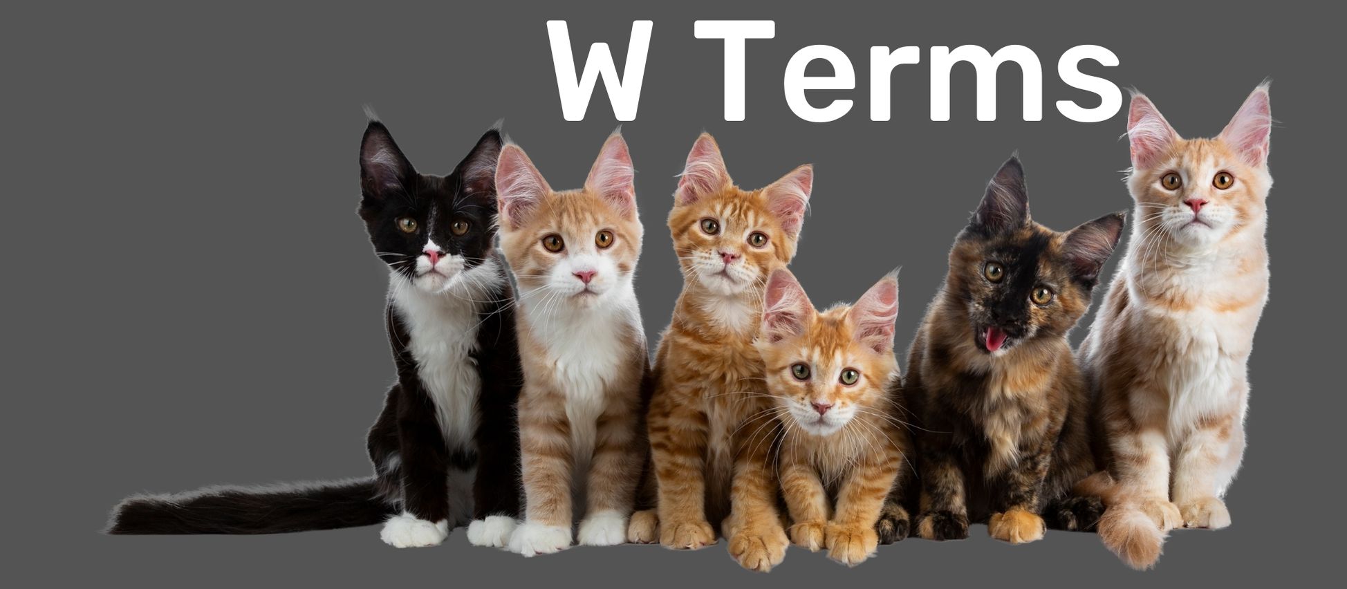 Group of six cats in front of a gray background with text reading 'W Terms' at the top to indicate a new section of the glossary
