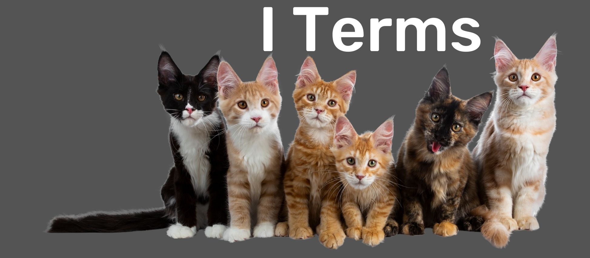 Group of six cats in front of a gray background with text reading 'I Terms' at the top to indicate a new section of the glossary